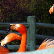 Photo de Flamand rose