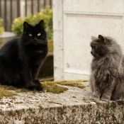 Photo de Chat domestique