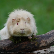 Photo de Cochon d'inde - abyssin / rosette