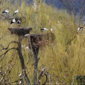 Photo de Cigogne