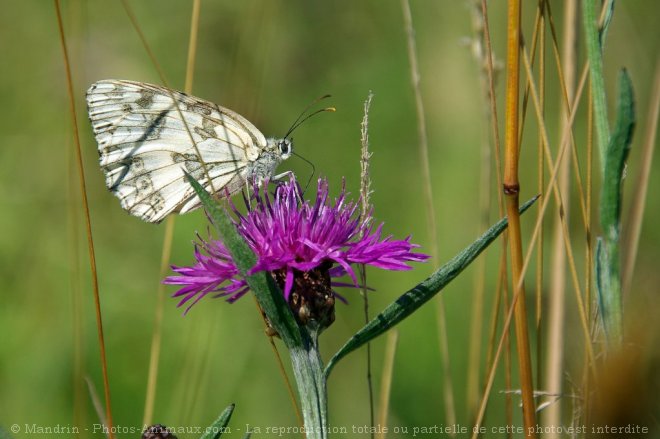 Photo de Papillon