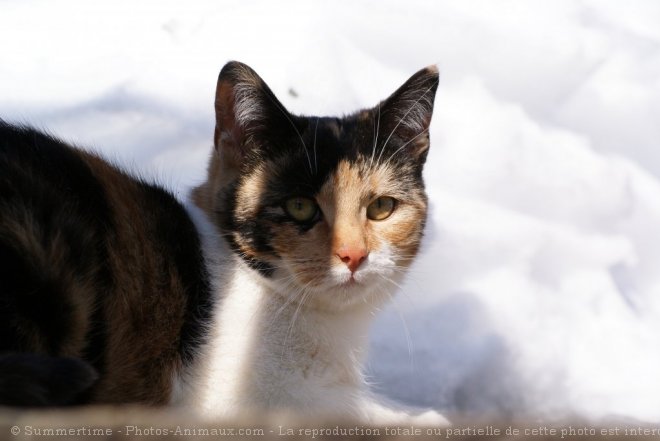 Photo de Chat domestique