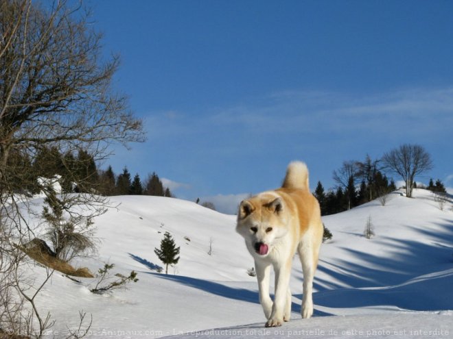 Photo d'Akita inu