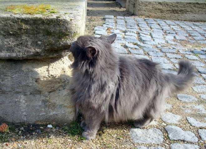 Photo de Chat domestique