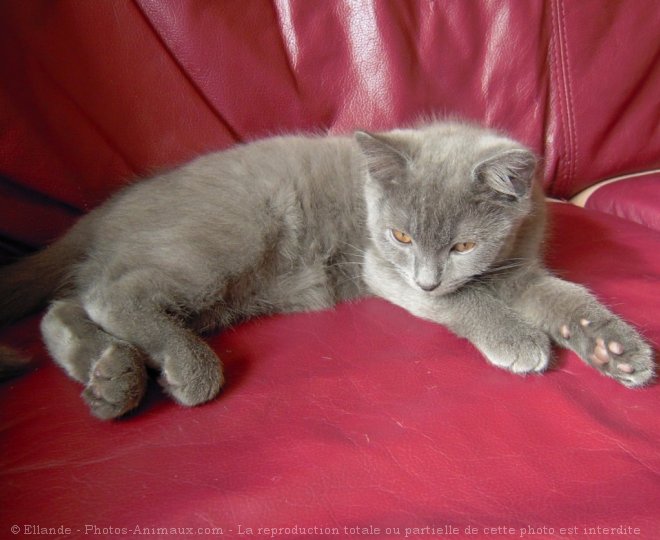 Photo de Chartreux