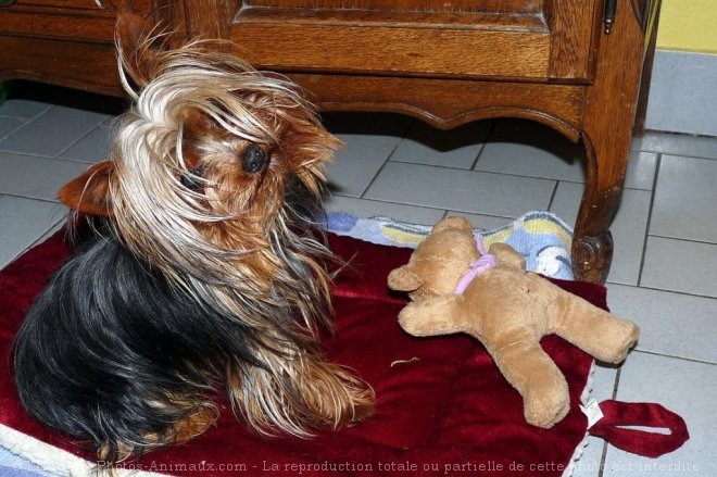 Photo de Yorkshire terrier