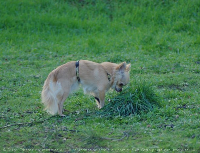 Photo de Chihuahua  poil long