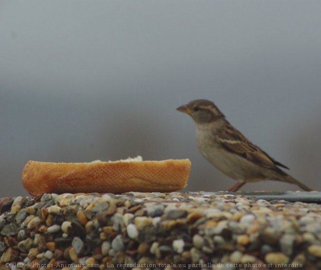 Photo de Moineau