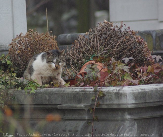 Photo de Chat domestique