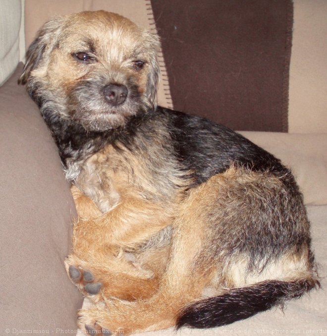 Photo de Border terrier