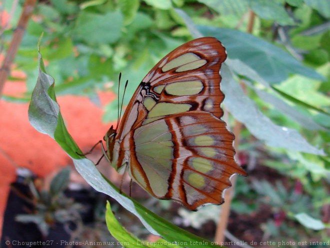 Photo de Papillon