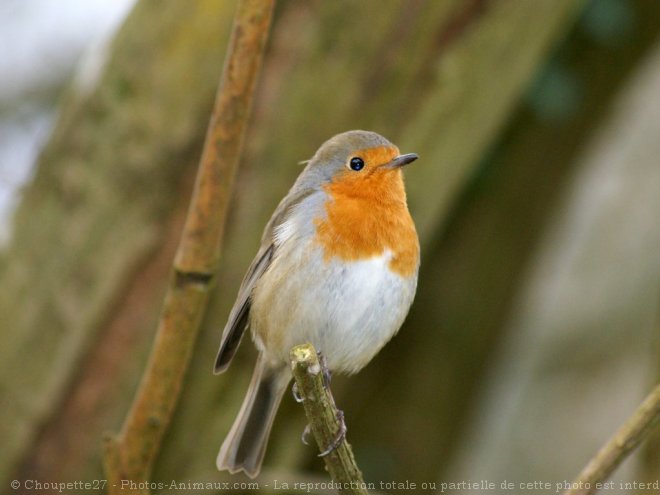 Photo de Rouge gorge