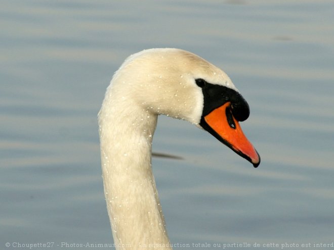 Photo de Cygne