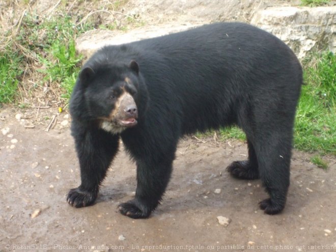 Photo d'Ours