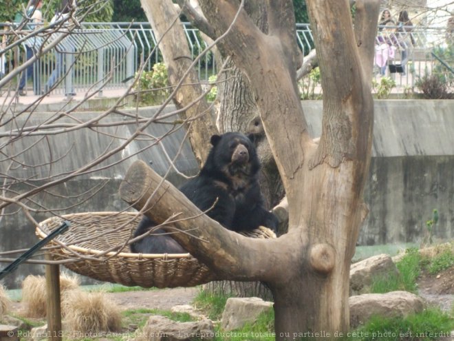 Photo d'Ours