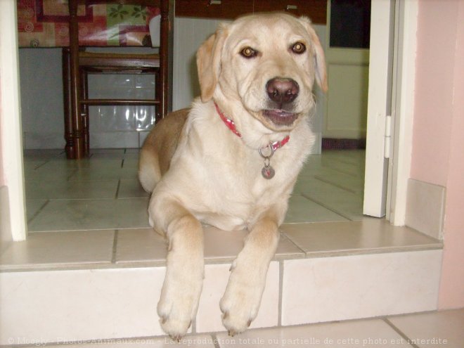 Photo de Labrador retriever