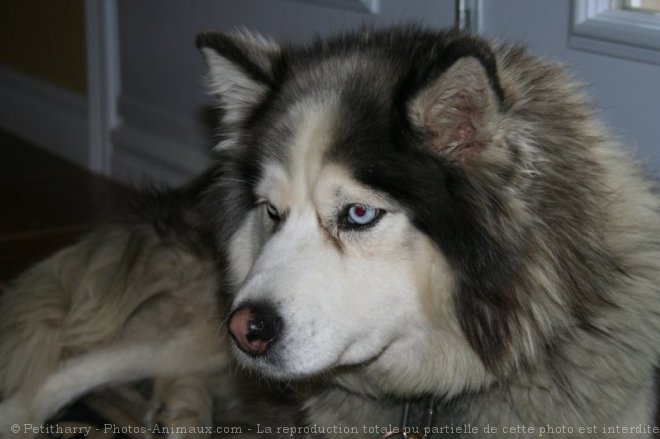 Photo de Husky siberien