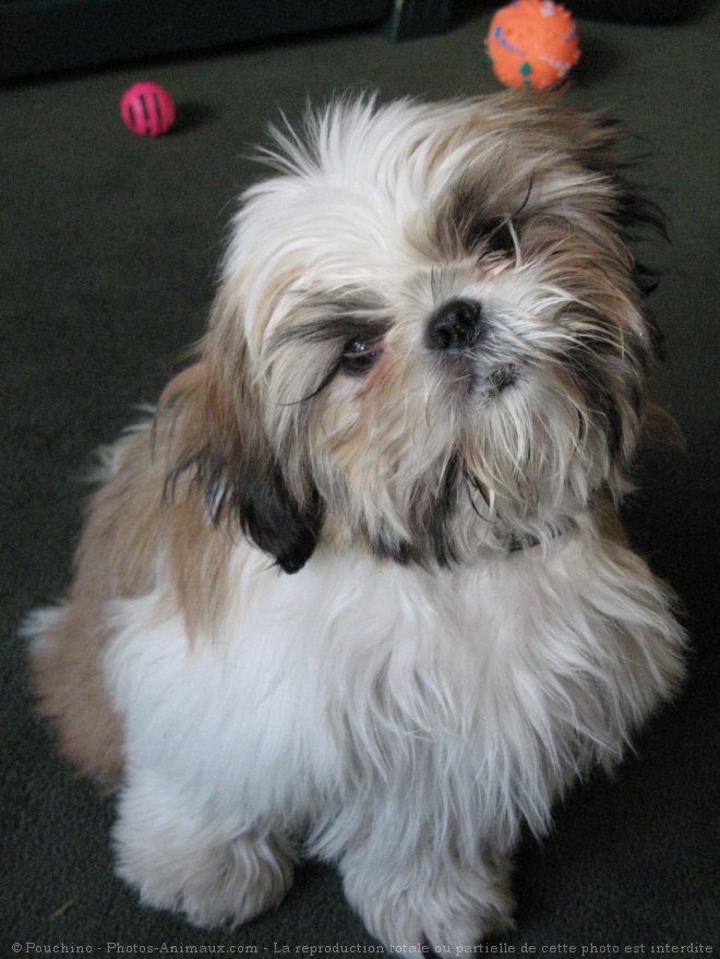 Photo de Shih tzu