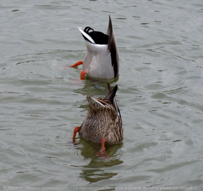 Photo de Canard