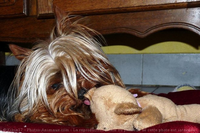 Photo de Yorkshire terrier