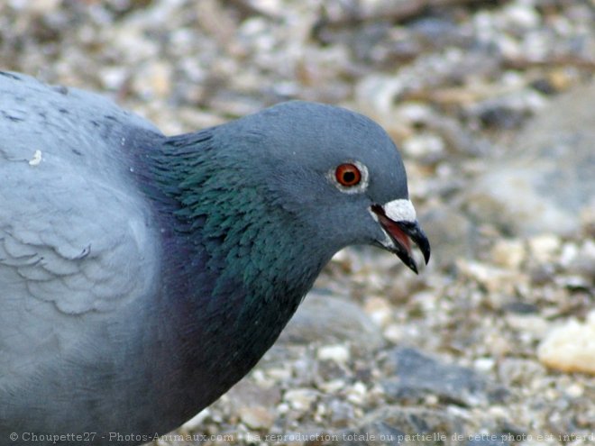 Photo de Pigeon