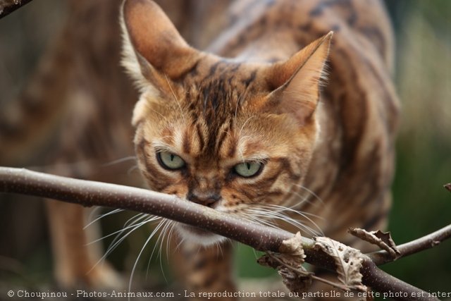 Photo de Bengal