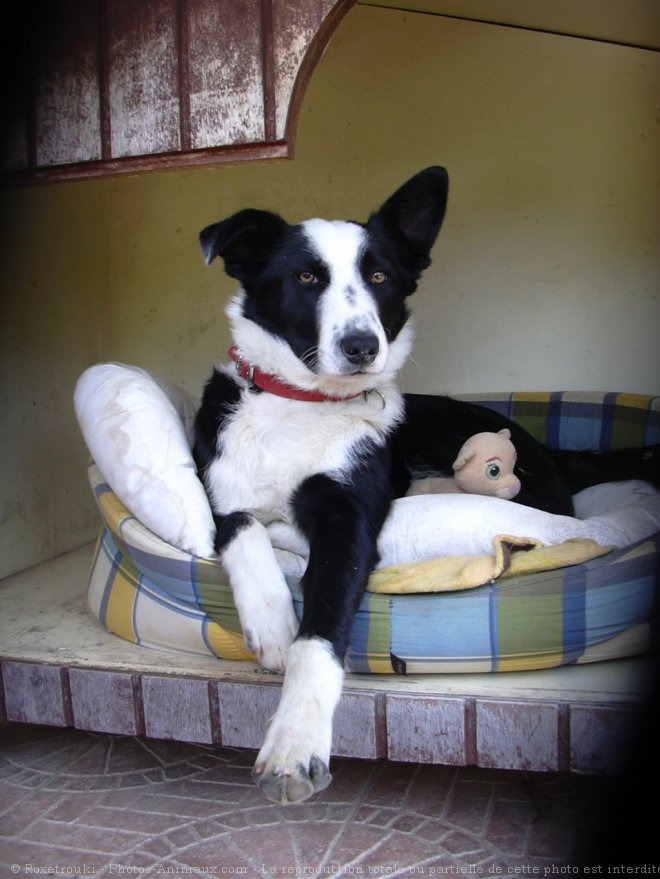 Photo de Border collie