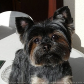 Photo de Yorkshire terrier