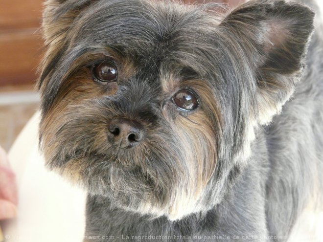 Photo de Yorkshire terrier