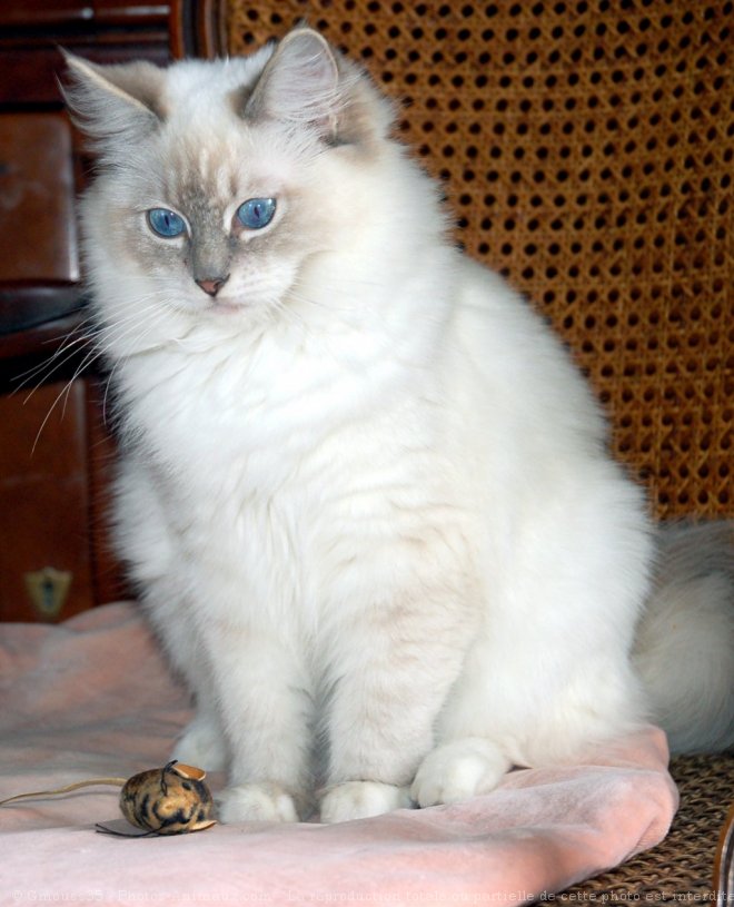 Photo de Ragdoll