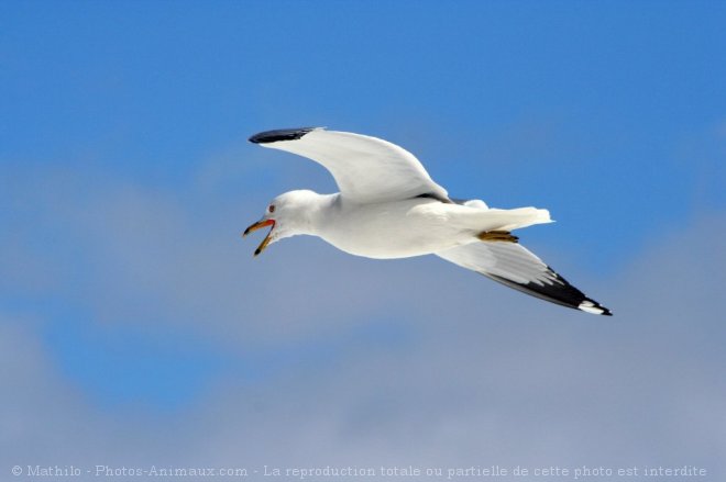 Photo de Mouette