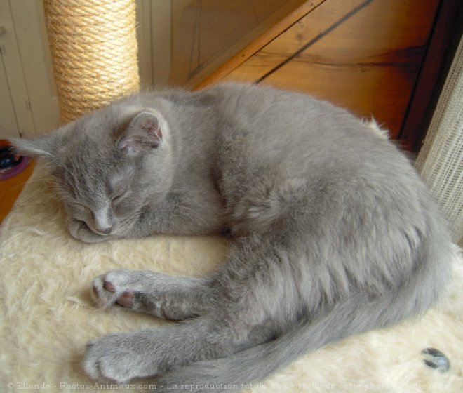 Photo de Chartreux