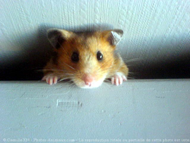 Photo de Hamster