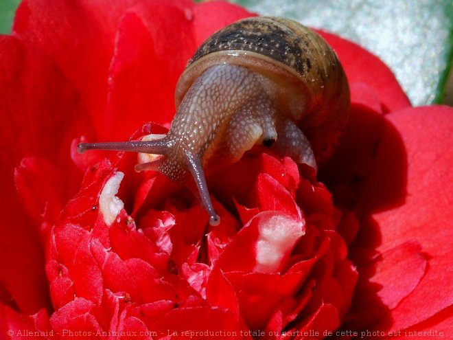 Photo d'Escargot