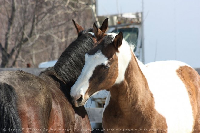 Photo de Paint horse