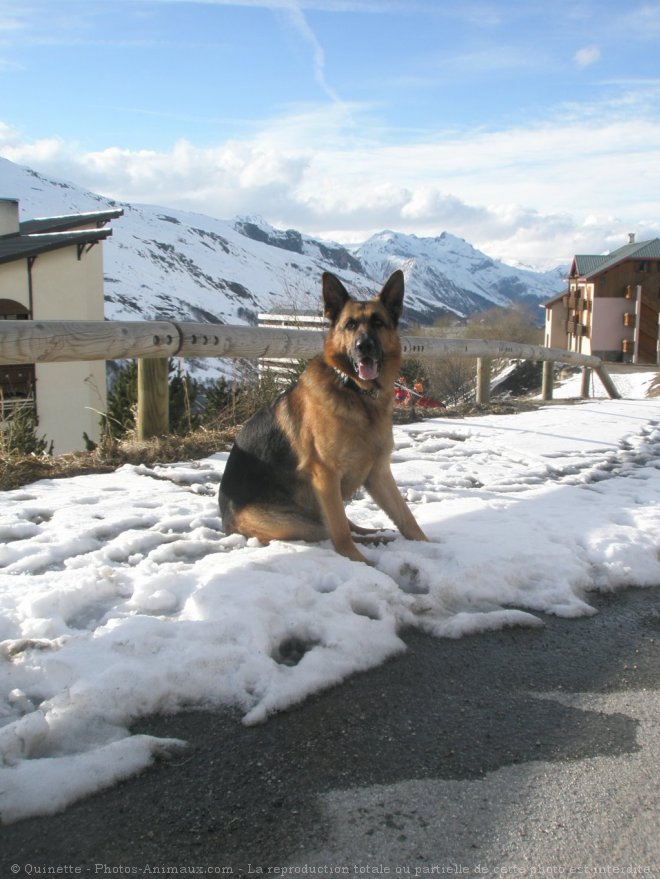 Photo de Berger allemand  poil court