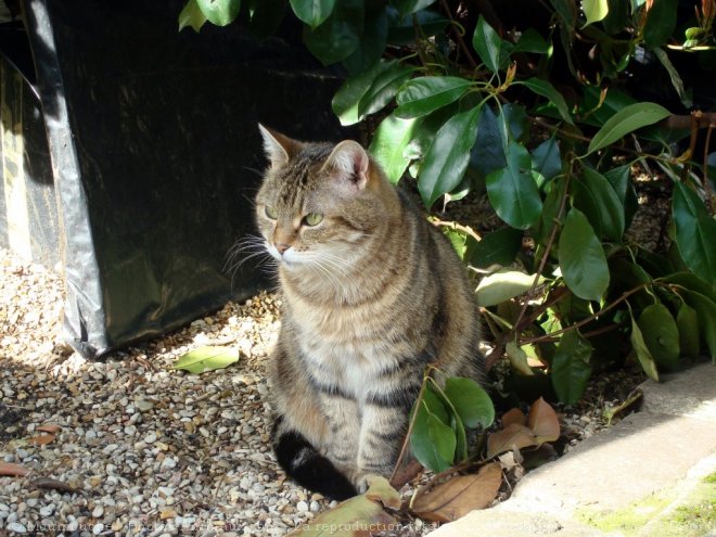 Photo de Chat domestique