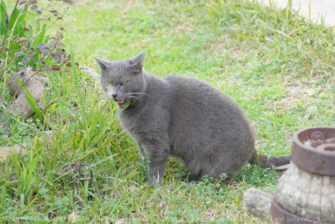 Photo de Chat domestique