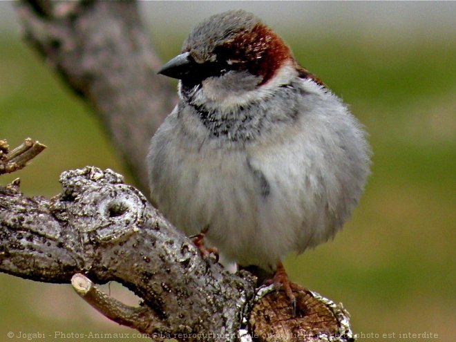 Photo de Moineau