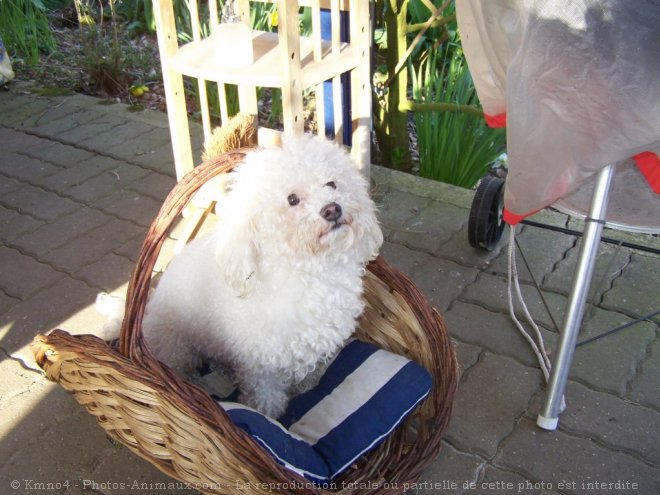 Photo de Bichon  poil fris