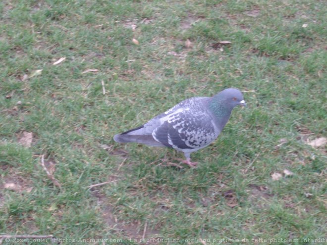 Photo de Pigeon