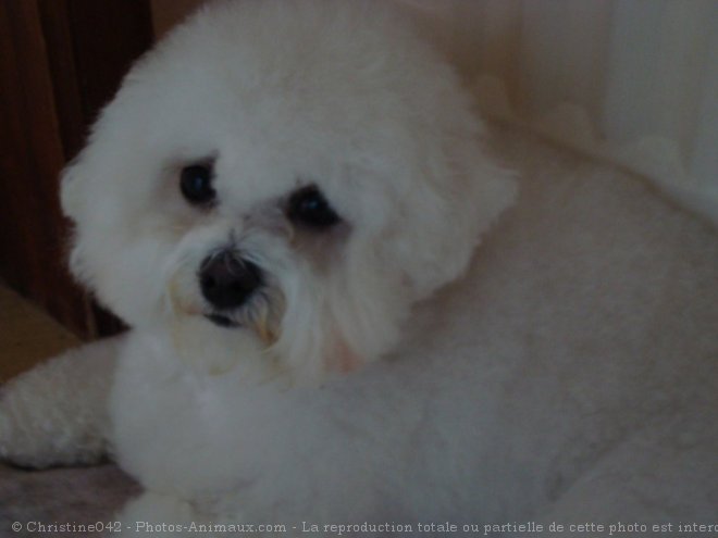 Photo de Bichon  poil fris