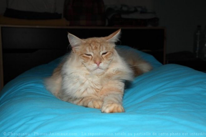 Photo de Maine coon