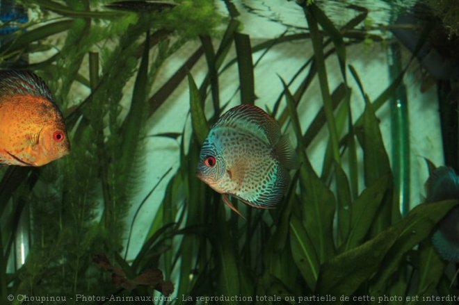 Photo de Poissons exotiques