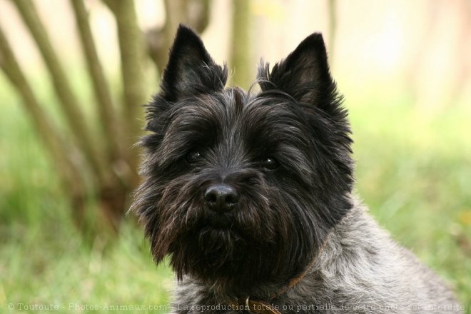 Photo de Cairn terrier