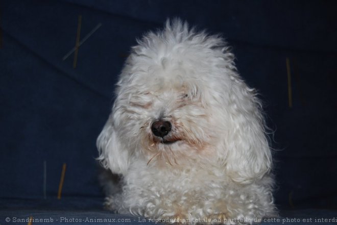 Photo de Bichon maltais