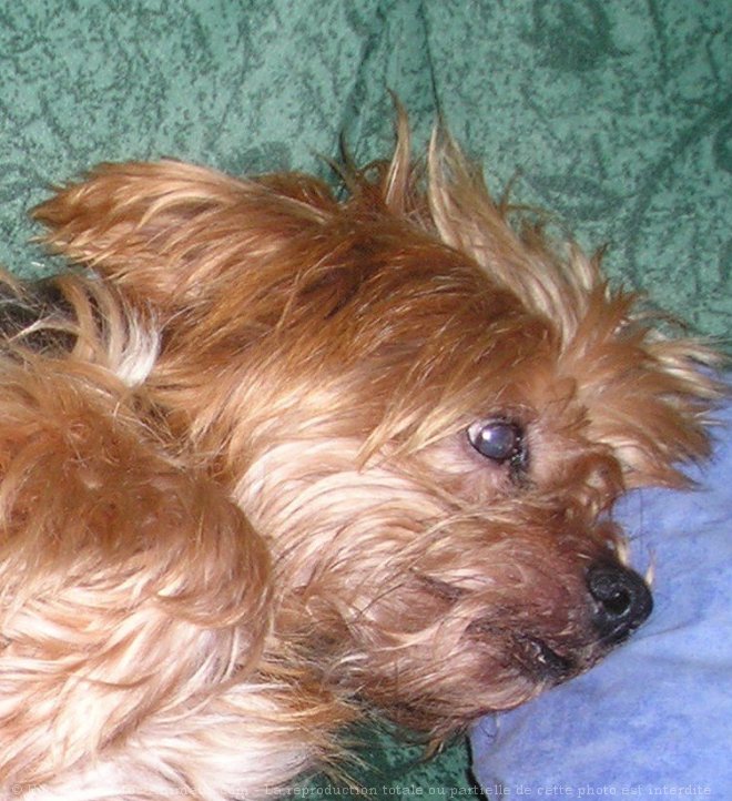 Photo de Yorkshire terrier