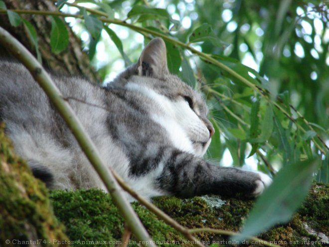 Photo de Chat domestique