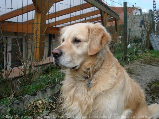 Photo de Golden retriever