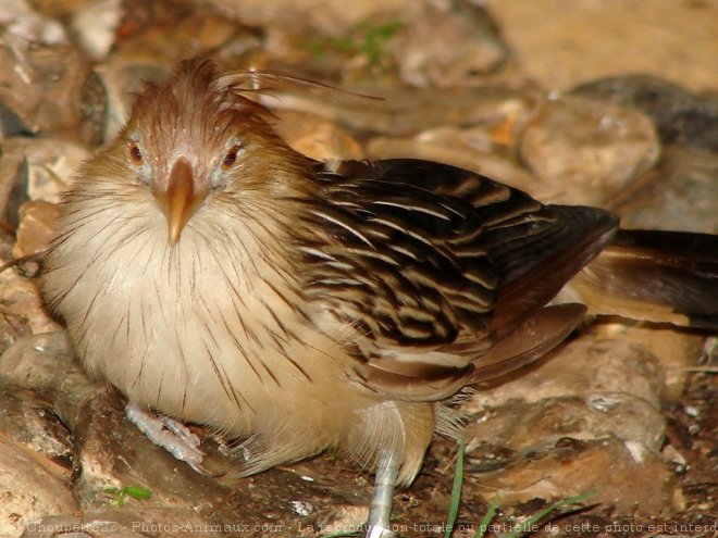 Photo de Guira cantara